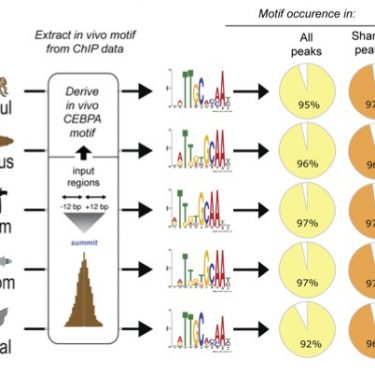 Slide from Paul Flicek's 2009 CSHL talk that became the basis for part of figure 3 in Schmidt et al 2010