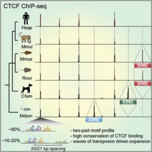 Graphical abstract from Schmidt et al 2012