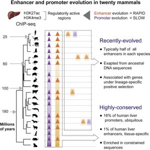 Graphical abstract from Villar et al 2015