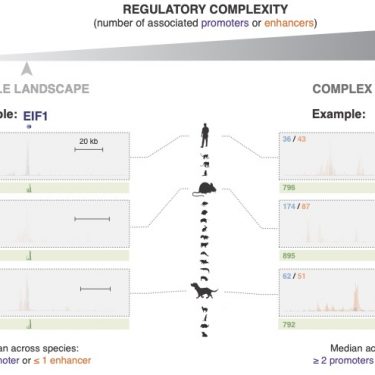 Graphical explanation of regulatory complexity from Berthelot et al 2018