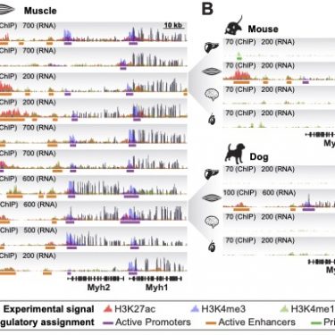 Extract from Figure 1 of Roller et al 2021 showing raw data within the Myh2 and Myh1 locus