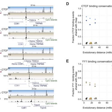 Extract of Figure 3 from Schwalie et al. 2013