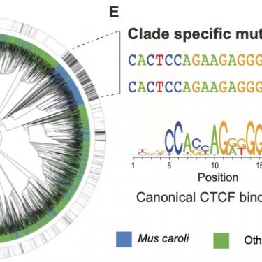 Clade specific CTCF mutation extract from Figure 4 of Thybert et al 2018.