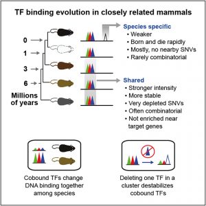 Graphical abstract for Stefflova et al 2013